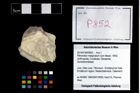 Foto (Objekt + Etikett) von Pithonoton marginatum (von Meyer, 1842)  (NHMW-GEO-2014-0194-0852)